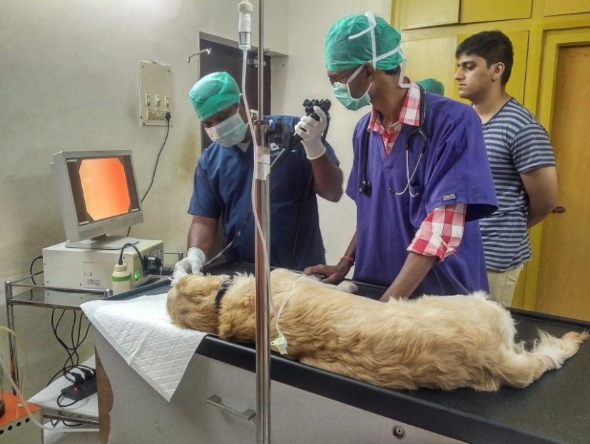 The Ark Veterinary Clinic