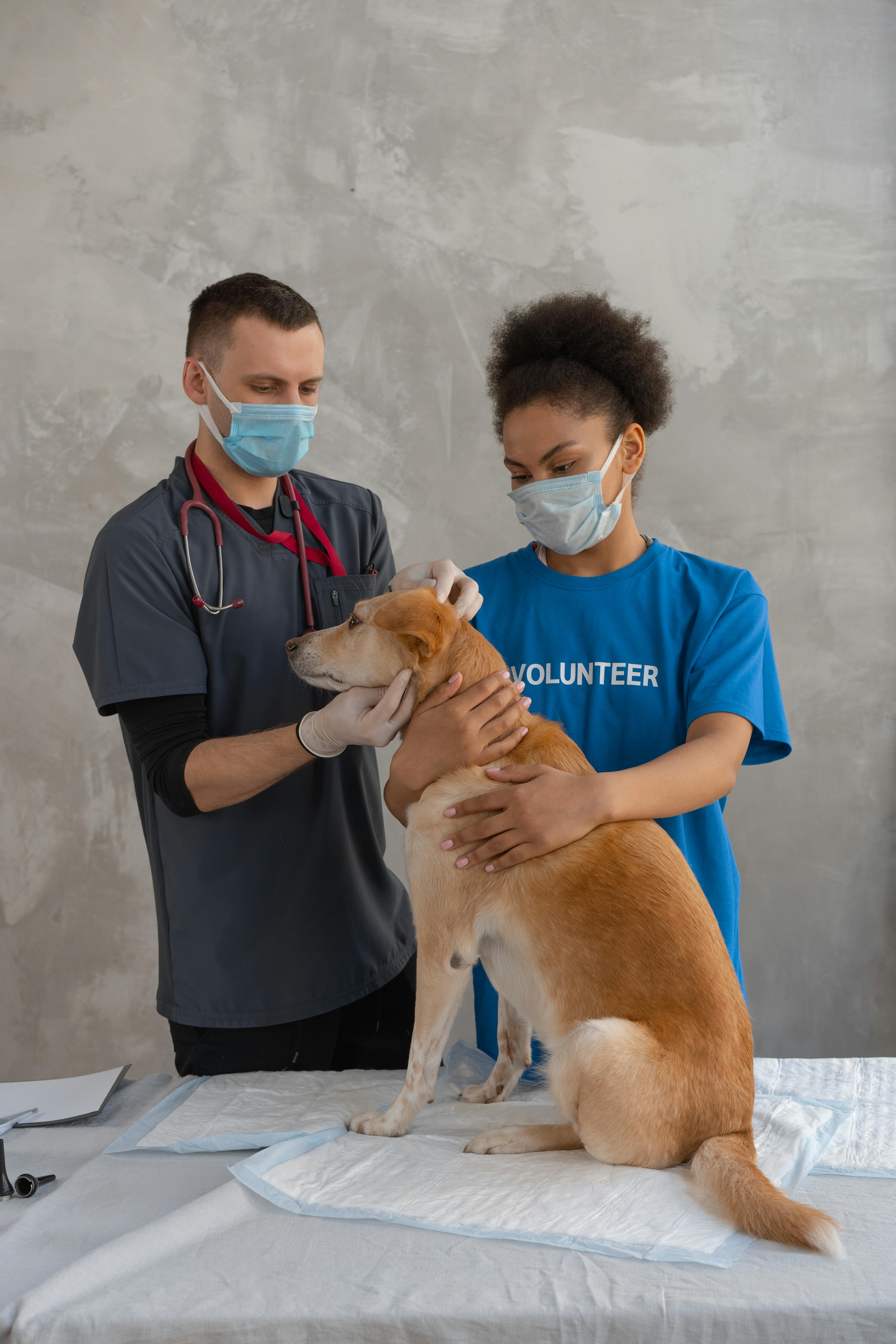 Veterinary Treatment